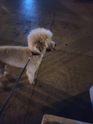 狗狗嘴套