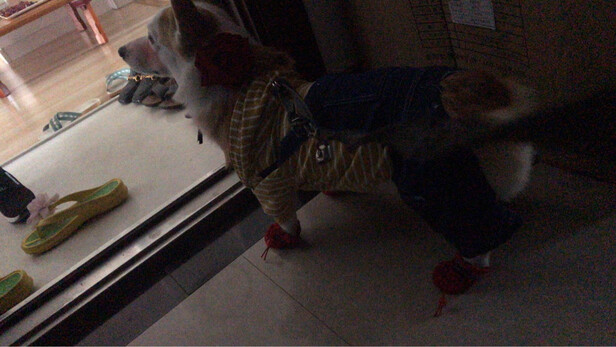 狗狗鞋