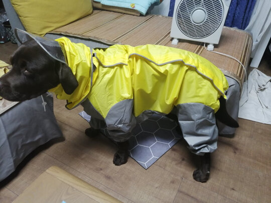 狗狗雨衣