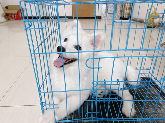  狗笼