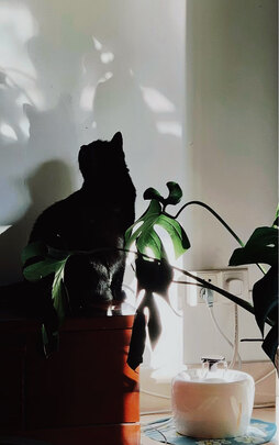 猫砂