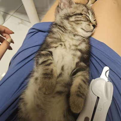 宠物指甲剪
