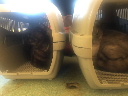 宠物航空箱