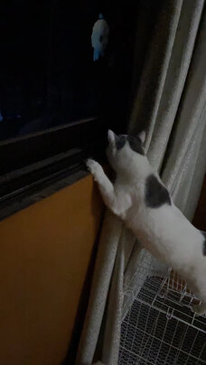 猫粮罐头