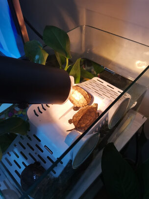 乌龟缸
