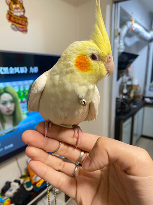 鸟笼
