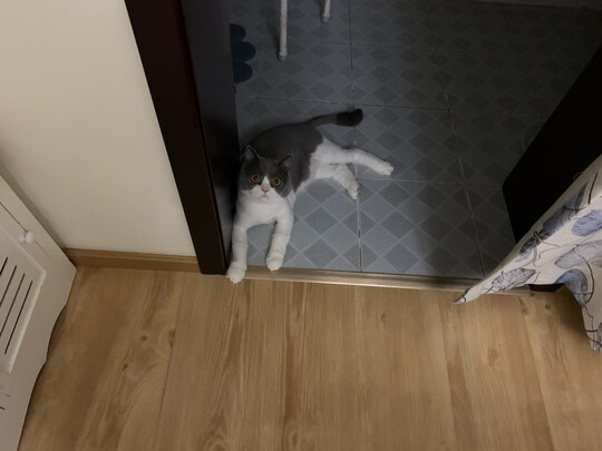 猫粮