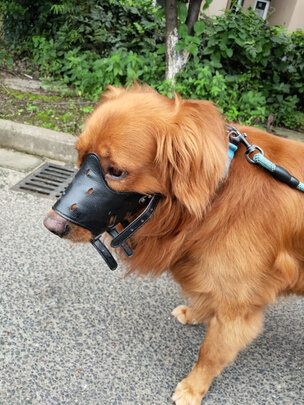 狗狗嘴套