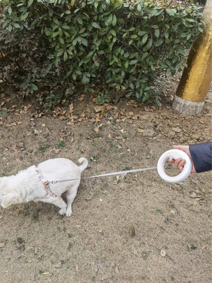狗绳