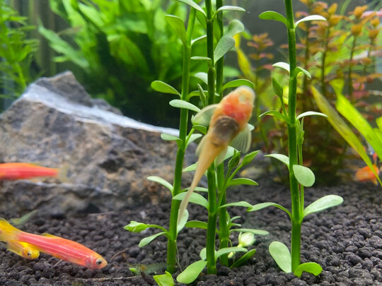 水草泥