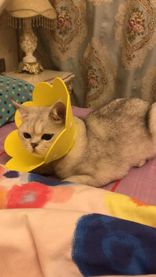 猫项圈
