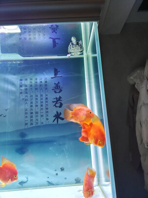 鱼缸净水剂