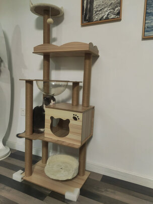 猫爬架