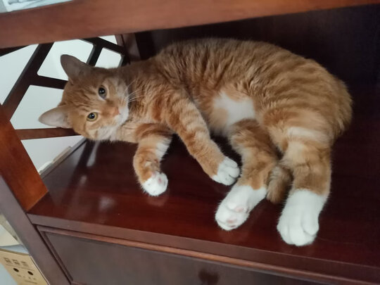 猫砂铲