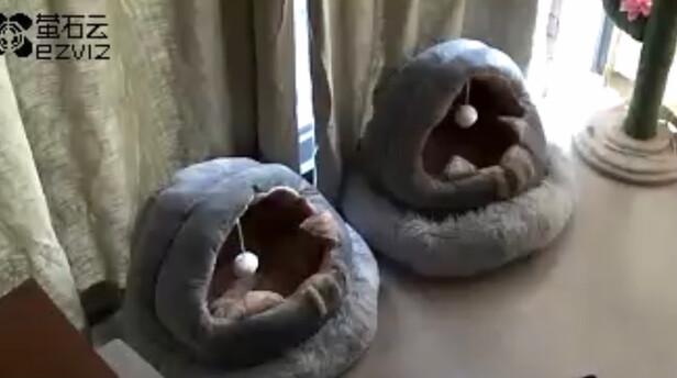 狗窝