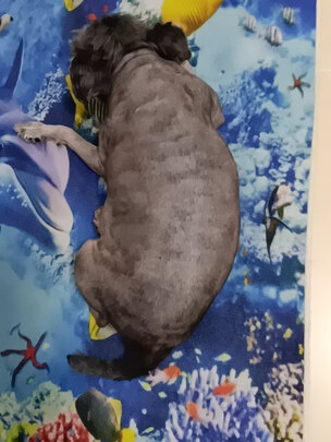  狗狗剃毛器