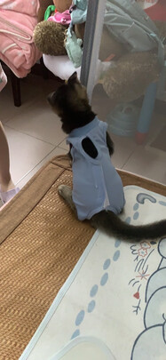 猫咪手术服