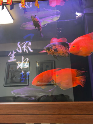 鱼缸水泵