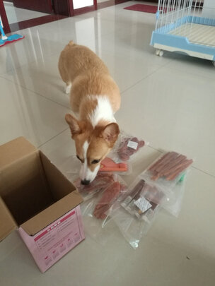 狗狗鞋