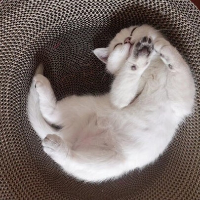猫粮罐头