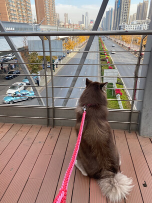 宠物浴液