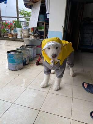 狗狗雨衣