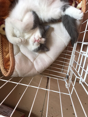 猫笼