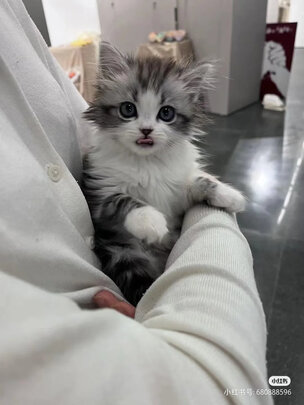 猫抓板