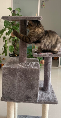 猫爬架