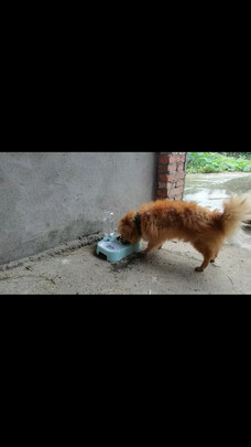 猫碗狗碗