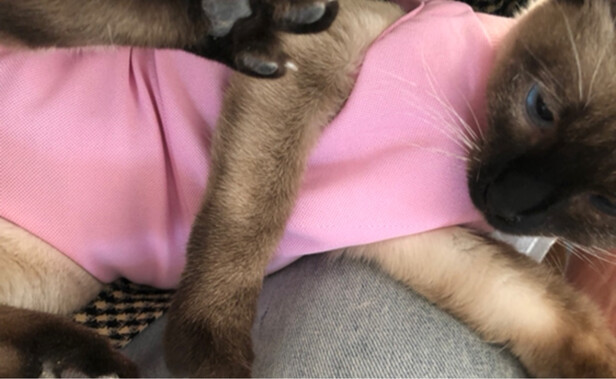猫咪手术服
