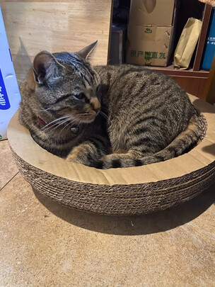 猫抓板