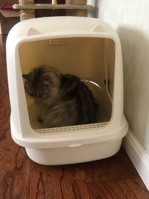 猫砂盆