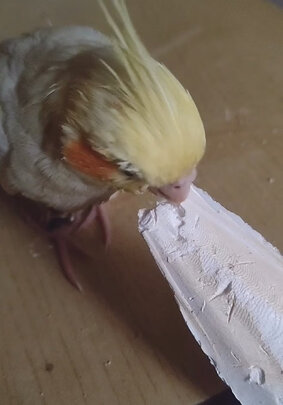 鸟笼