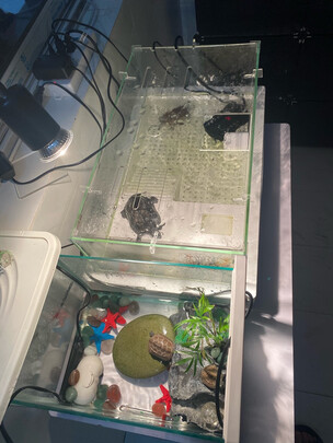 乌龟缸