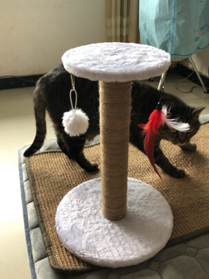 猫窝
