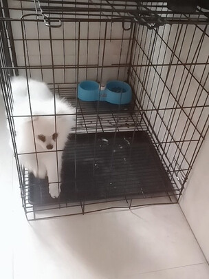  狗笼