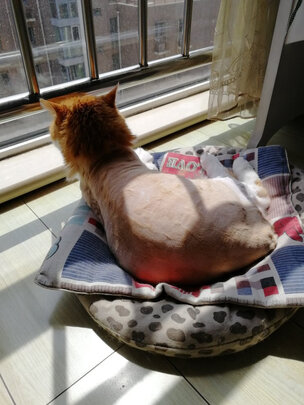  狗狗电推剪