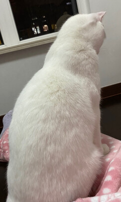 豆腐猫砂