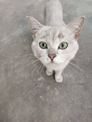 猫粮