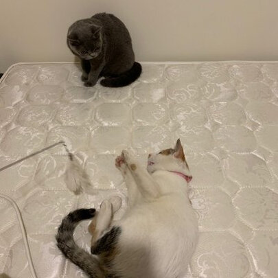 猫玩具