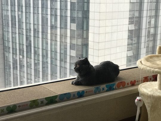 猫抓板