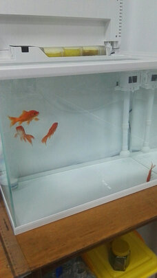 智能鱼缸