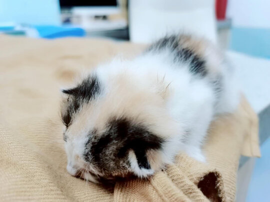 猫砂铲