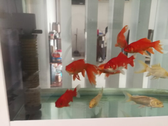 鱼缸潜水泵