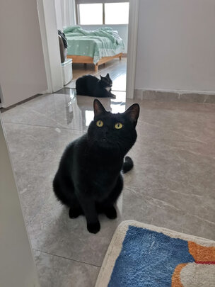 猫砂盆