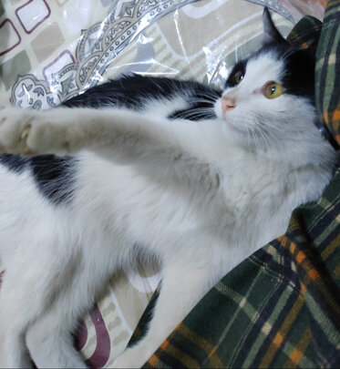 猫砂盆