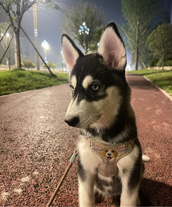 狗粮
