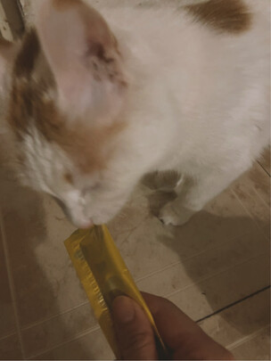 猫条猫零食