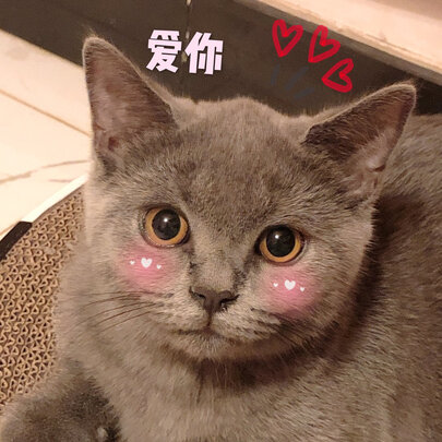 宠物饮水机